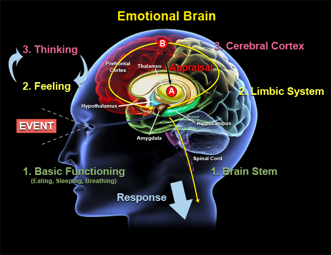 Understand Your Emotional Brain Karen Gosling