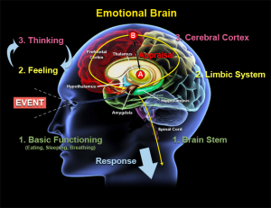 emotional brain