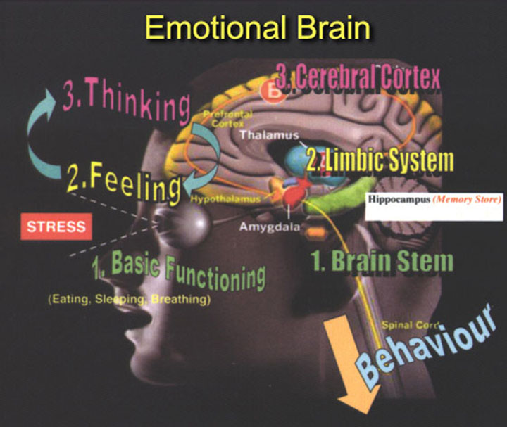 lets learn about serotonin